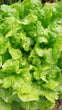 alface folha de carvalho verde/ Green Oak Leaf lettuce