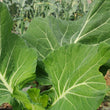 Couve galega/ "Galega" cabbage