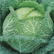 Couve Lombarda/ Savoy cabbage
